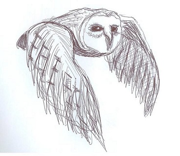 Athena's Owl